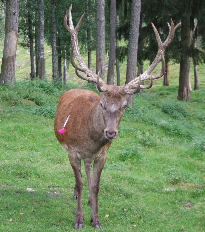 Kronhjort